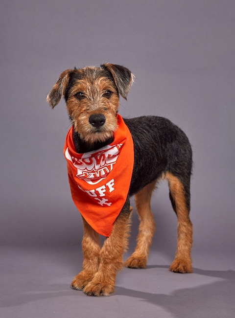 Puppy Bowl XVI